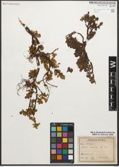 Foto von Salix retusa L.